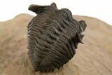 Pseudocryphaeus (Cryphina) Trilobite - Lghaft, Morocco #312365-5